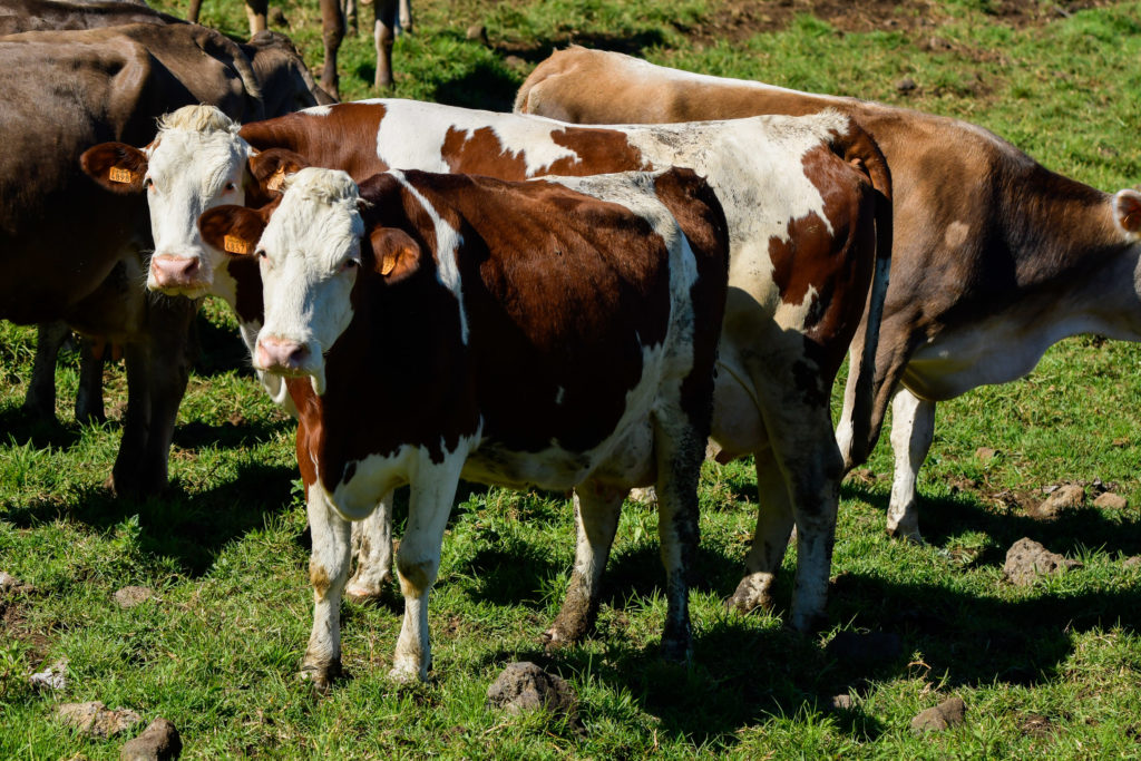 Vaches laitières dans la prairie