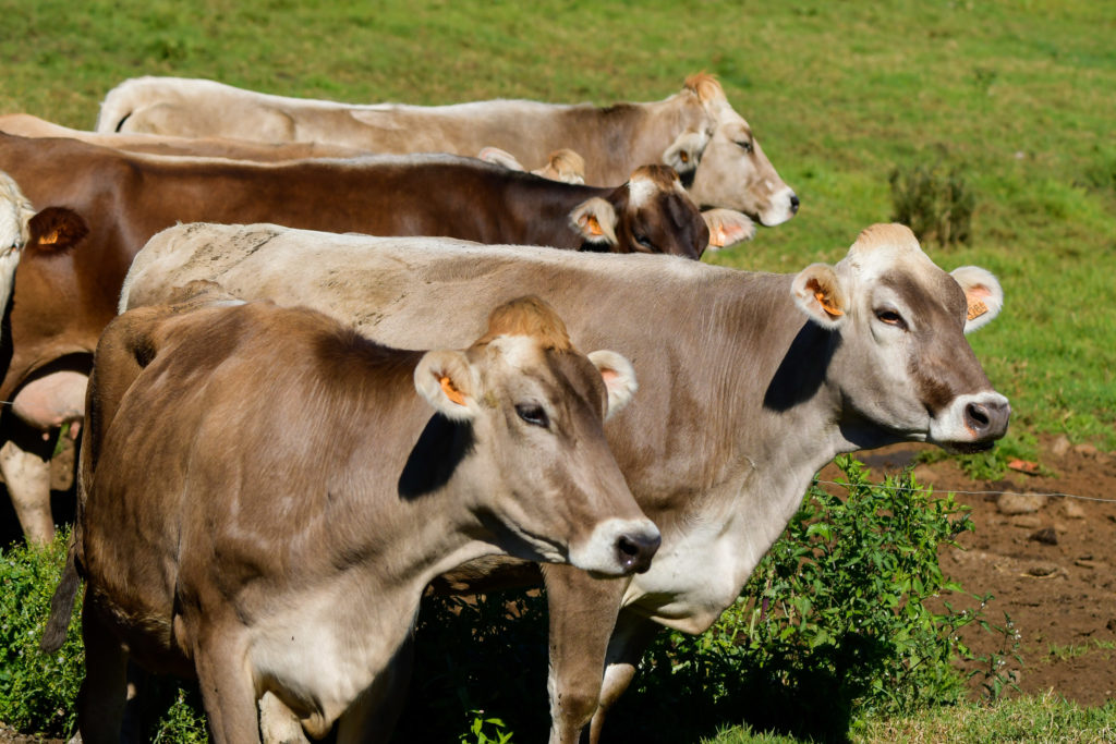 Vaches laitières marron
