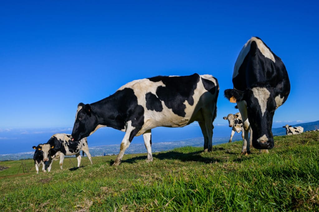 Vache laitière noire et blanche